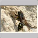 E-Odynerus spinipes w26 beim Schornsteinbau.jpg